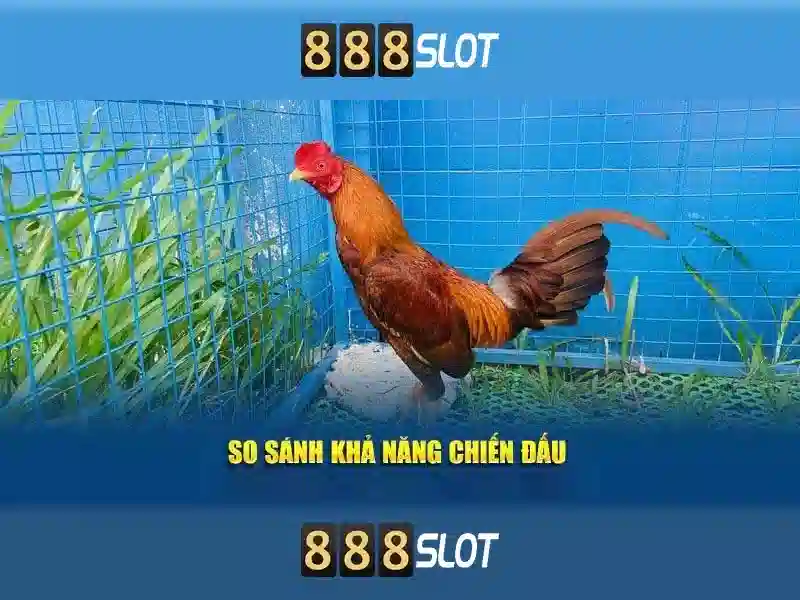 Trải nghiệm cá cược mượt mà